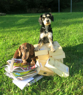 Hund liegt neben den Büchern