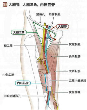 内転筋管