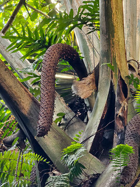 Seychellen Praslin Vallee de Mai