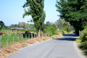 Calle Rosa Zúñiga 2016