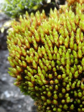Bryum pseudotriquetrum, Vosges (photo Ugo)