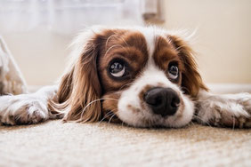 Un chien cavalier king charles marron et blanc couché sur son ventre, la tête posée entre ses pattes écartées par coach canin 16 educateur canin angouleme