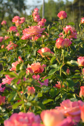 Edelrose Inspiration - Rose mit ADR-Prädikat