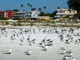 Der Strand von Anna Maria Island
