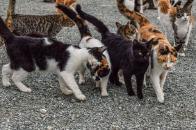 Foto. Eine Gruppe von etwa 8 Hauskatzen steht dicht zusammen. Zwei begrüßen sich, indem sie die Köpfe aneinanderreiben. In der Mitte eine schwarze Katze, die anderen sind weiß-schwarz, getigert oder dreifarbig.