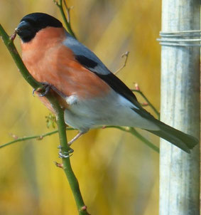 Für Tier- und Vogelfreunde