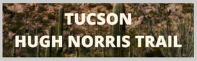 Arizona, Tucson, Saguaro National Park Hugh Norris Trail, Wasson Peak