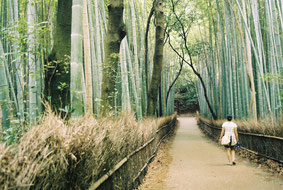 « Bamboo forest, Arashiyama, Kyoto (oliveheartkimchi) » par oliveheartkimchi — originally posted to Flickr as Bamboo forest, Arashiyama, Kyoto. Sous licence CC BY 2.0 via Wikimedia Commons - https://commons.wikimedia.org/wiki/File:Bamboo_forest,_Arashiyam