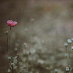 Traumatherapie Muenchen