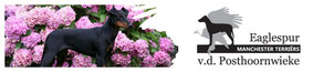 Banner, Eaglespur Manchester Terriers v.d Posthoornwieke
