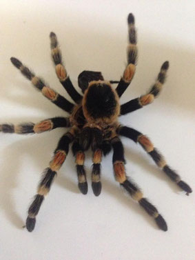 Haut einer Spinne nach Häutungsvorgang - als wäre es ein Duplikat