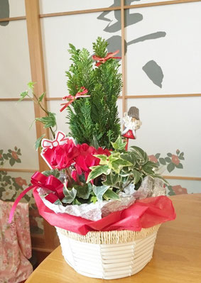 クリスマスの寄せ植え