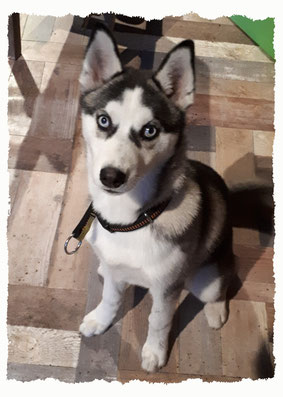 Chiot Husky de Sibérie à l'école pour chiots à Dax