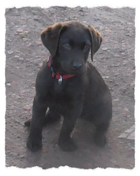 Labrador chocolat à l'école pour chiots à Dax