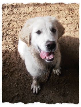 Golden Retriever à l'école pour chiots à Dax