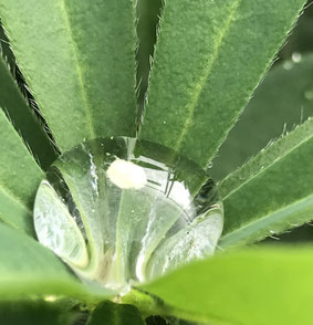 Wassertropfen in Blatt
