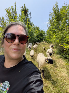 Bergere assurant le suivi des moutons pour un projet d’éco-pâturage