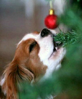 Cavalier King rosicchia albero di Natale