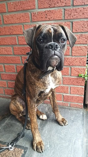 Wotan, Boxer 