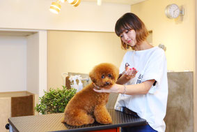 dog salon sealy stylist Kyoko Ide