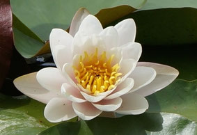 Seerose auf dem Ausee, Halbinsel Au