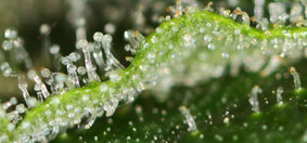 THC