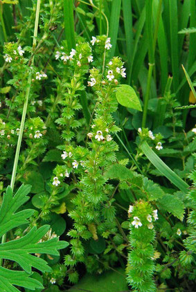 　タチコゴメグサ　(立小米草)