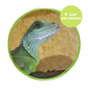 Dobby de vrouwelijke groene wateragame