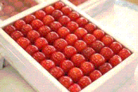 佐藤錦(Hamanakaya)