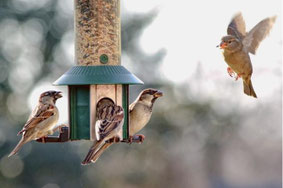 Vögel aus nächster Nähe beobachten: an einer Futterstelle - Foto: getty images pro/blithylad-infocus
