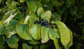 Сибирская крушина (Rhamnus Davurica)
