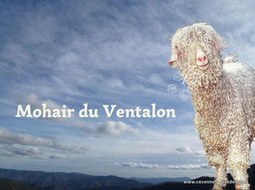 chèvre angora à Conches, St frézal de Ventalon (2012)