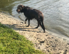 Ein nasser schwarzer Hund geht am Strand entlang
