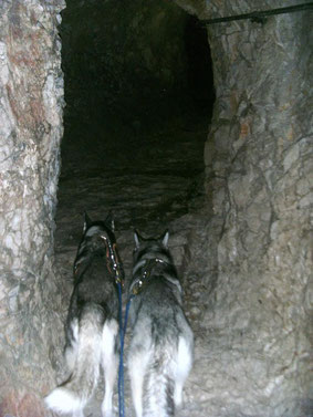 Zugspitz Dogtrekking Dogtrekking Dogtrekking Dogtrekking Elbsandstein-Dogtrekking ESDT Harz-Dogtrekking