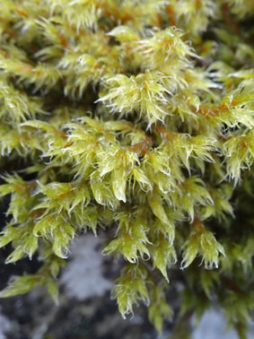Racomitrium lanuginosum, Vosges (photo Ugo)