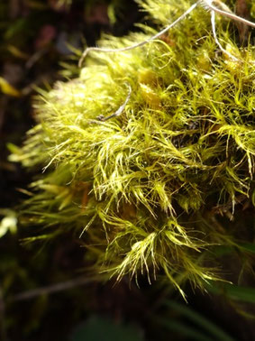 Flexitrichum gracile, Côtes de Meuse  (Photo Ugo)