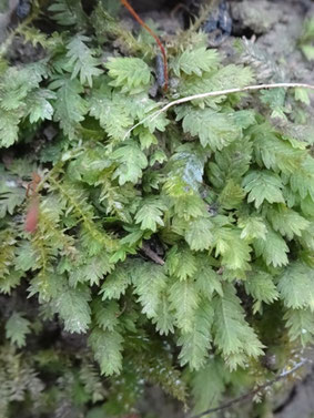 Fissidens taxifolius, Massif vosgien (photo ugo)