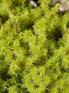 Racomitrium elongatum, Massif vosgien (photo Ugo)