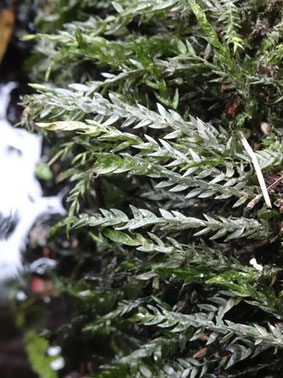 Fontinalis antipyretica, Bords de Meuse (photo Ugo)