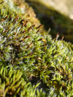 Racomitrium heterostichum, Alsace (photo Ugo)