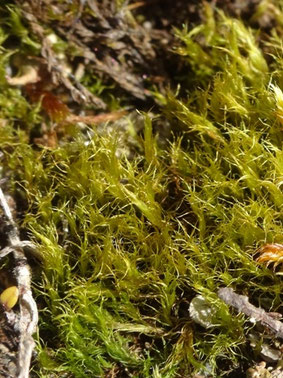 Flexitrichum flexicaule, Côtes de Meuse (photo Ugo)