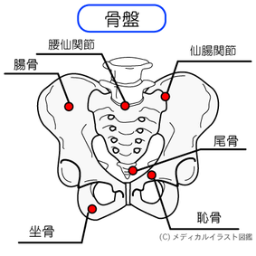 腰痛と仙腸関節（奈良市・八起堂治療院）