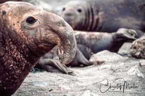 Northern Elephant Seal in San Benito Island, Baja California, Mexico