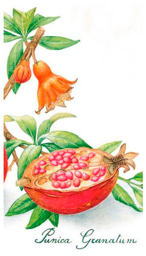 Punica Granatum, dessin en couleur montrant le grenadier et son fruit, coupé en deux pour bien mettre en évidence les graines rouges.