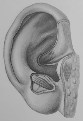 Abbildung aus dem Atlas der Anatomie von H. F. Ullmann