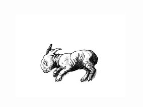 After Mary Toft