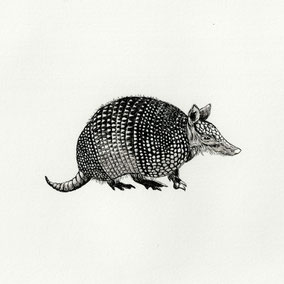 Nine Banded Armadillo