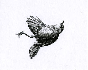 Hunting of the Wren