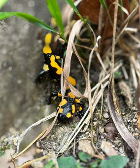 Nahaufnahme einer schwarz-orangen Schlange.