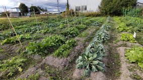 みんなの畑　無農薬野菜